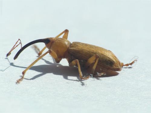 Réf. 227 800 : Dorytomus longimanus
